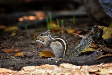squirrel eating nut.