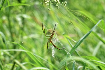 Argiope spider on the grass.