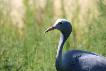 Blue Crane Bird Close Up