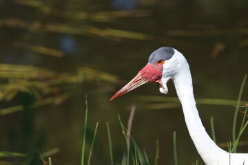 Wattled Crane Bird Close Up