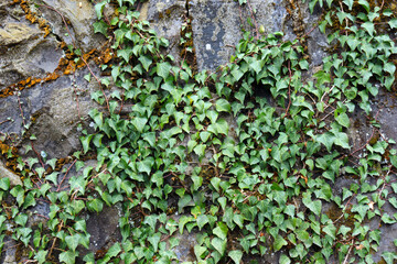 石垣を這う緑色のツタの植物