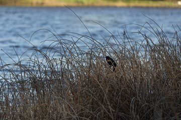 red winged blackbird perched on a twig