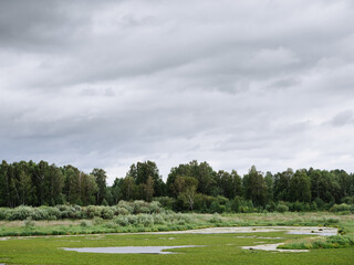 Swampy area near the forest and cloudy sky. Green Swamp