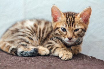 Fototapeta na wymiar Young cute bengal cat laying on a soft cat's shelf of a cat's house.