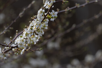 tree branches covered in small bright white flower blossoms