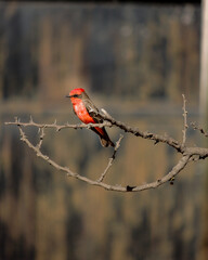 red cardinal on a branch