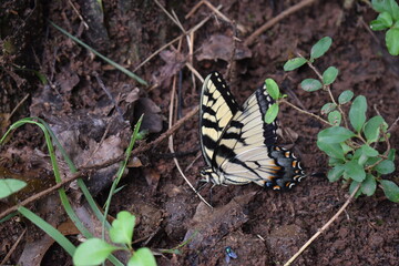 butterfly on leaf