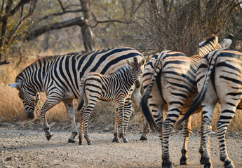 Fototapeta na wymiar A Burchell's zebra foal along with its herd on a gravel road through the woodlands of Kruger National Park, South Africa