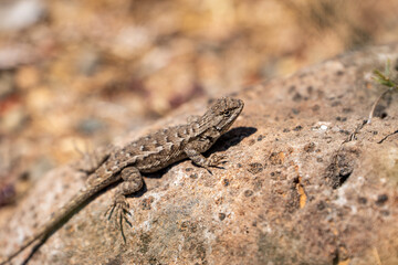 Eastern Fence Lizard (Sceloporus undulatus) sitting on a rock. 