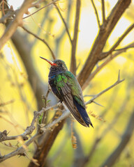 hummingbird on a branch
