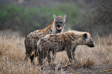 Een moeder zag hyena& 39 s en haar jongen bij zonsopgang in de bossen van het centrale Kruger National Park, Zuid-Afrika