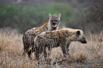 Washable wall murals Hyena A mother spotted hyena and its young at dawn on the woodlands of central Kruger National Park, South Africa