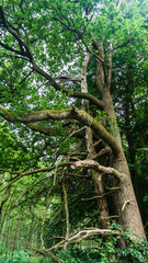 zwei B&auml;ume inneinander verwachsen