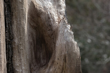large tree trunk standing up in the middle of a park
