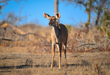A juvenile female Greater Kudu on the grasslands of southern Kurger National Park, South Africa