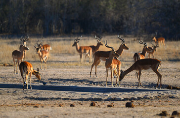 Fototapeta na wymiar A herd of impala at sunrise on a waterhole in the woodlands of southern Kruger National Park, South Africa