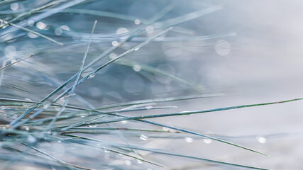 Texture, background, pattern of decorative grass Blue Fescue with rain drops. Bokeh with light reflection. Natural backdrop