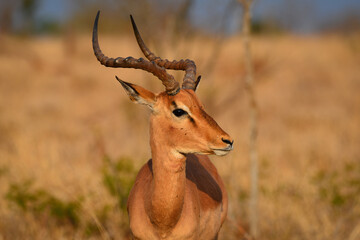 A portrait of an impala at sunrise on the grasslands of southern Kruger National Park, South Africa