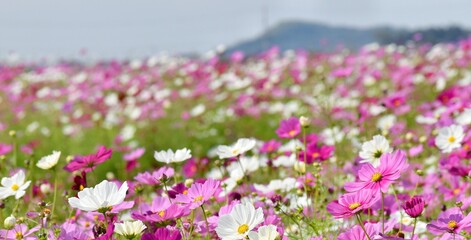 Fototapeta premium 満開のコスモスの花、群生する秋桜の花、日本の秋の風景