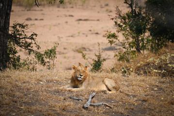 A sleepy African lion lying down in the grasslands of central Kruger National Park, South Africa