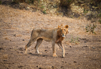 A lion prowling the grasslands of central Kruger National Park, South Africa