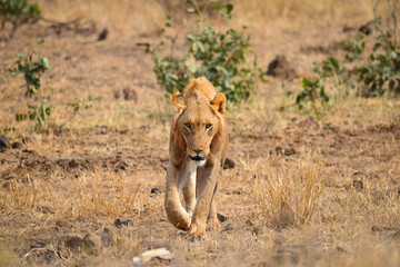 A young African lion walking on the grasslands of central Kruger National Park, South Africa