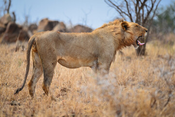 An African lion yawning in the grasslands of central Kruger National Park, South Africa