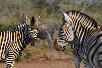 Fototapeta na wymiar A group of Burchell's zebras on the woodlands of central Kruger National Park, South Africa