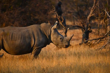 Zelfklevend Fotobehang A white rhino with a red-billed oxpeckers at dawn on the woodlands of the Greater Kruger area, South Africa © Pedro