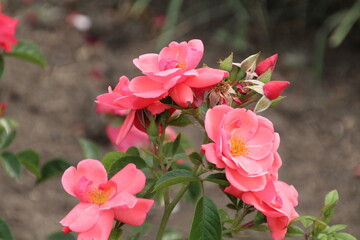 Roses In Bloom, U of A Botanic Gardens, Devon, Alberta