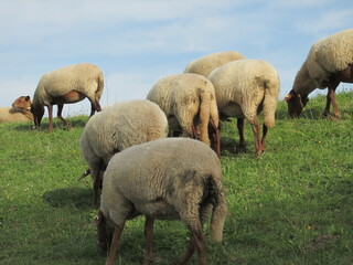 grasende Schaafe in Nordfriesland auf dem Deich