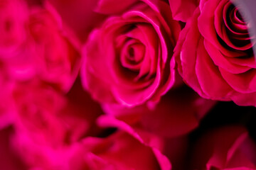 pink roses close up. partial blur photo. vertical photo.