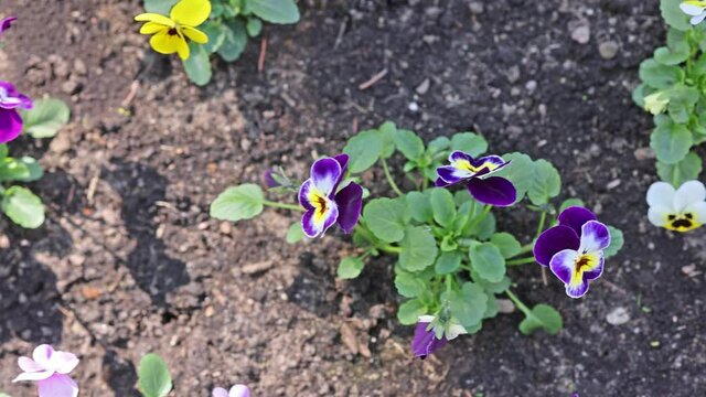 video with Viola tricolor flowers close-up. seedbed with garden pansy flowers
