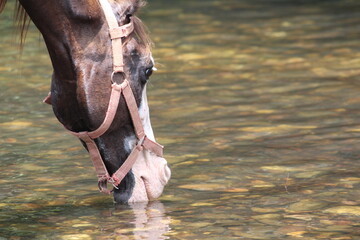 Horse Drinking Water from River