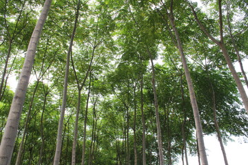 Obraz premium Forest in the Morning