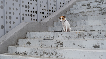 Sad frightened lost dog jack russell terrier sitting on the stairs alone outdoors