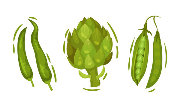Green vegetables set. Peas, pepper, artishock organic vegetarian food vector illustration