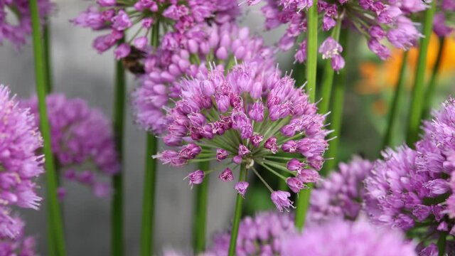 velvet garden leeks (allium lusitanicum) with harvesting bees and other insects