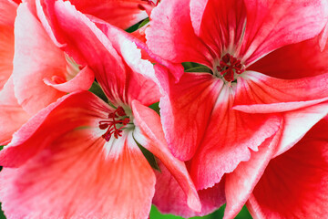 Fototapeta na wymiar geranium flowers bloom up close