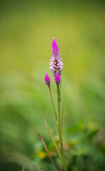 Flamingo feathers bloom against soft green bokeh background.