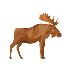 Elk on a white background. A forest animal.