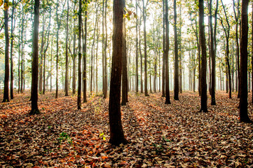 autumn forest in the morning.