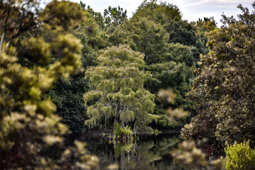 Fototapeta na wymiar Cypress tree standing in a calm bayou