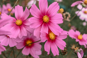 cosmos pink