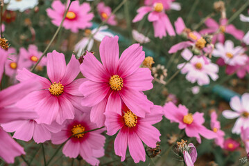 Fototapeta na wymiar pink flower 