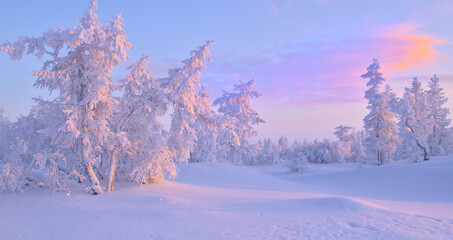 winter landscape with trees