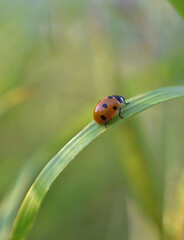 ladybug on grass