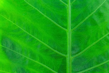 Close - up of green leaves nature background. Nature background of tree leaves texture and background seamless