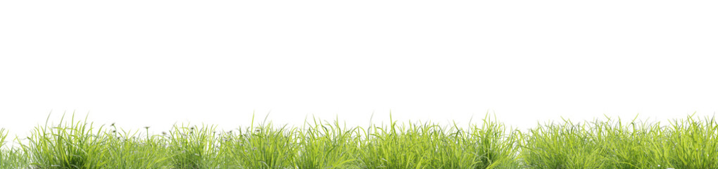 Fototapeta premium Fresh green meadow on a white background, photorealistic background, 3d rendering, nature concept with space for text