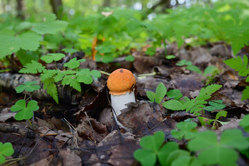 A young small red boletus with an orange round cap